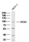 ITCH/AIP4 Polyclonal Antibody
